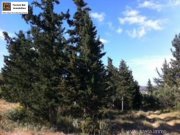 Douliana Kreta, Doulina-Kalyves einzigartiges Baugrundstück mit Wald Grundstück kaufen